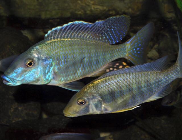 Taeniolethrinops praeorbitalis 'Ngara'